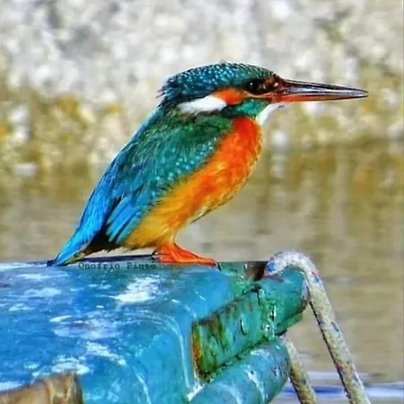 Flower's House Di Doris Simone Villa *