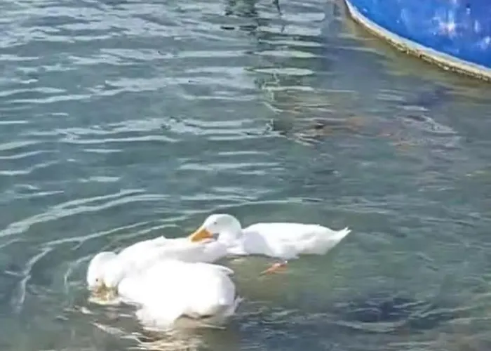 Flower's House Di Doris Simone Villa *