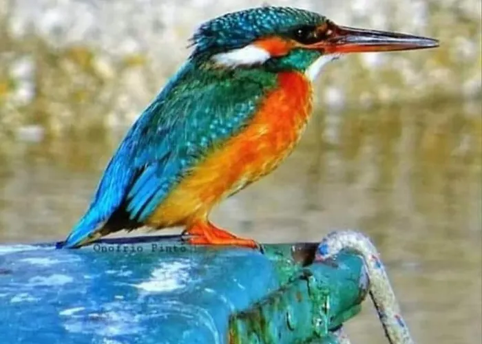 Flower's House Di Doris Simone Villa *